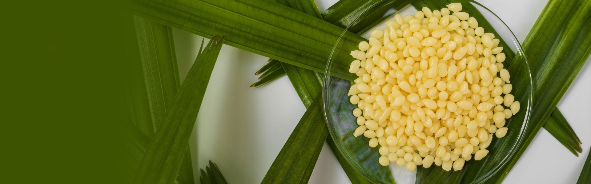 Candelilla wax
